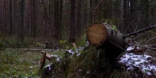 在森林中倒下的冷杉树的视频