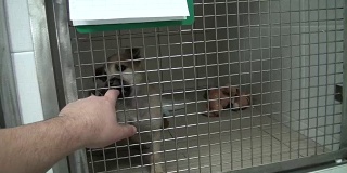 一只小狗在庇护所的笼子里吠叫