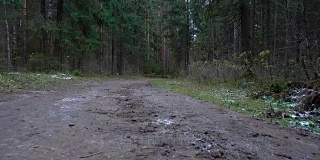拍摄森林中肮脏的道路