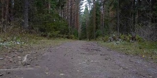 在森林里拍摄肮脏的踪迹