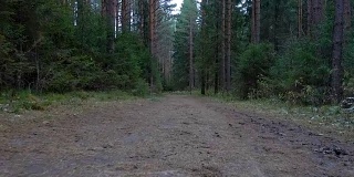 森林里肮脏踪迹的录像