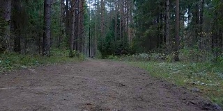 森林里的踪迹录像