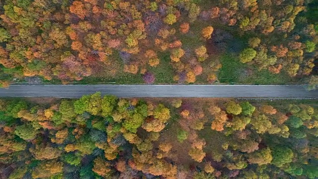 头顶侧空中鸟瞰图跟随在五颜六色的乡村秋天森林的道路。秋天有橙、绿、黄、红的树林。街头路径制订者。4k无人机飞行直线下降建立拍摄