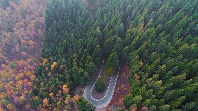 向前空中俯瞰汽车行驶在彩色的秋天森林的道路上。秋天有橙、绿、黄、红的树林。山区街道道路的建立。4k无人机飞行直线下降建立拍摄
