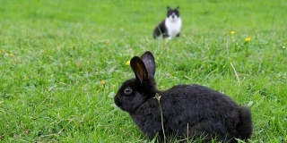 黑兔子和一只猫坐在阿尔卑斯山脉的绿色草坪上