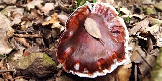 欧洲温带森林中的黄色蘑菇，可能有毒