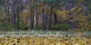 秋天的城市森林公园，金色的枫叶落在地上。秋天的森林里，树叶飘落。五颜六色的树叶的树。成熟的秋天。保护环境，保护森林资源，保护地球生态。气候变暖