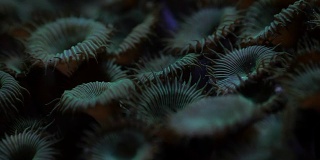 水下海洋生物，近距离拍摄的巨星贝藻珊瑚。花宏慢镜头