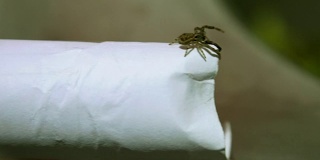 有毒的蜘蛛爬上了纸的边缘。