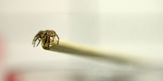 蟹蛛，蟹蛛科的一部分-奔跑的蟹蛛，在一个中性的白色背景。