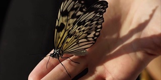 一只蝴蝶坐在手上，一只昆虫振翅动触角