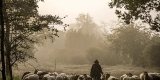 一位牧羊女和一群羊在雾蒙蒙的日出在树林里