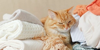 可爱的姜黄色小猫睡在一堆针织衣服上。暖和的针织毛衣和围巾叠成一堆。毛茸茸的宠物在羊毛衫中间打盹。舒适的家庭背景