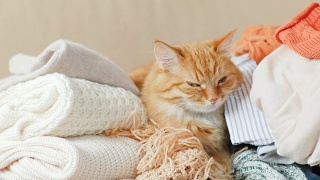 可爱的姜黄色小猫睡在一堆针织衣服上。暖和的针织毛衣和围巾叠成一堆。毛茸茸的宠物在羊毛衫中间打盹。舒适的家庭背景视频素材模板下载