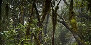 在这片野生热带森林里生活着恐龙。潮湿的热带雨林长满了苔藓