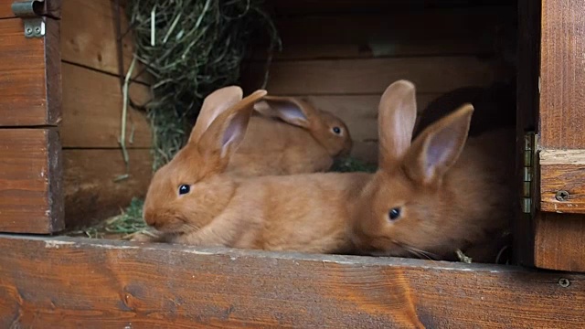 笼子里可爱的兔子