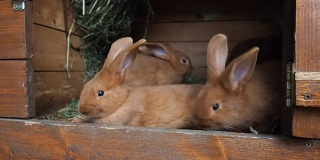 笼子里可爱的兔子