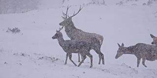 鹿在雪地上，超高清股票视频