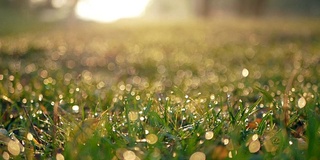 雨滴草冰