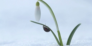 春天的微距镜头与雪莲花和瓢虫