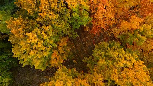 顶视图的秋天落叶森林在日落。秋天的橡树林。
