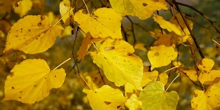 秋天。秋天公园里的黄叶