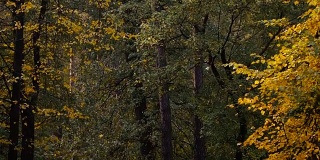秋天。秋天公园里的黄叶
