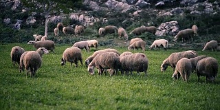草地上放羊。