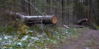 在森林中拍摄倒下的树木