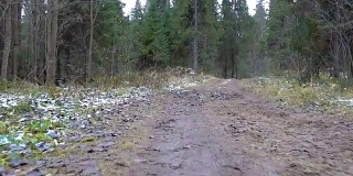 森林里冻土的录像