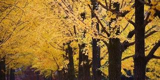 金银树秋城公园。漂亮的背景