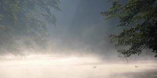 孤独的人在小船上划着桨，在晨雾中平静的河上游泳。清晨的第一缕阳光穿过树枝