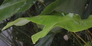 热带雨的近景，一滴雨从绿色的大树叶上落下，慢镜头