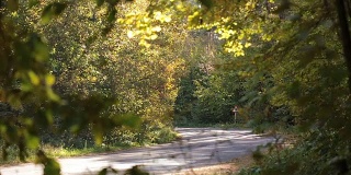 跨界车沿着森林道路行驶。