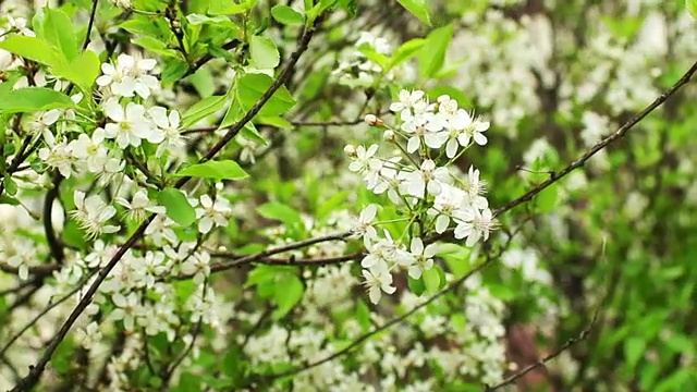 樱花园白花盛开