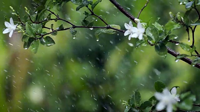 近距离观察热带雨水下的嫩绿嫩绿的落叶枝桠，大自然的雨声包含了环境声，4K Dci分辨率