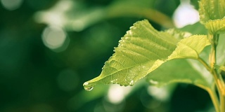 水雨滴与新鲜的绿叶为自然背景，近距离露珠从树叶上落下，4K Dci分辨率