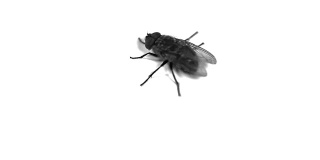 一只苍蝇在摩擦它的前腿，录像。