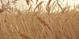 镜头缓慢地穿过金色的麦田。成熟的小麦的耳朵。收获