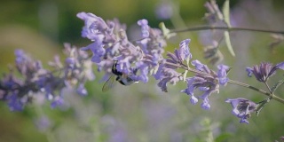 大黄蜂在蓝花上切花蜜。蜂鸟从一朵花飞到另一朵花。