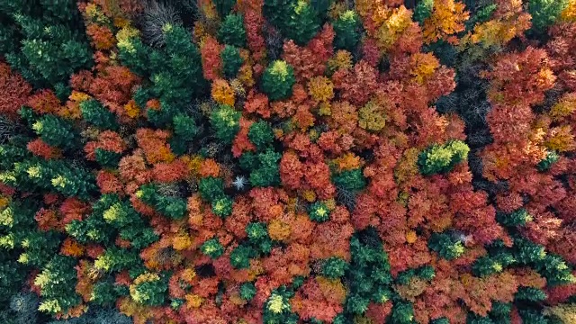 鸟瞰图:在喀尔巴阡山脉阳光明媚的秋天，飞过美丽的混交林。充满活力的颜色。