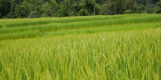 绿色稻田自然素材背景