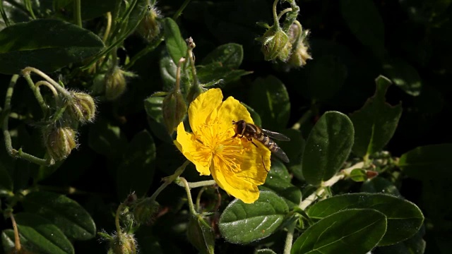 蜜蜂在黄花上采集花蜜。