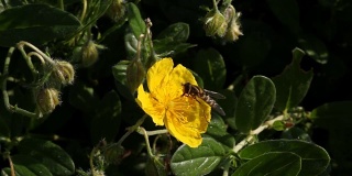 蜜蜂在黄花上采集花蜜。