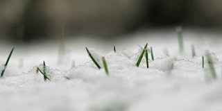 《春草上的雪》，4k摄影车拍摄