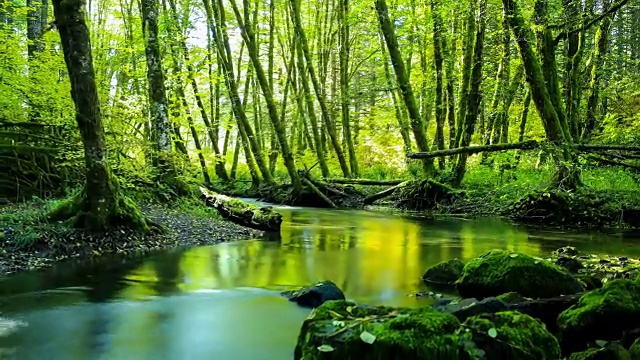 Natural Stream in a forest: Pacific Northwest