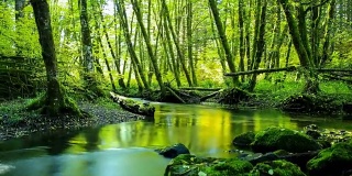 Natural Stream in a forest: Pacific Northwest