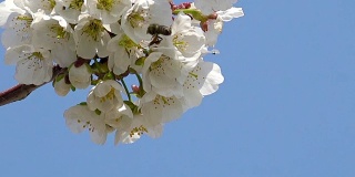 一只蜜蜂在白色杏树花上