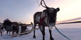 慢镜头:芬兰，一名女子骑着驯鹿雪橇穿越白雪皑皑的雪地