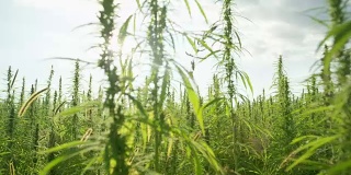 慢镜头光晕:郁郁葱葱的绿色大麻种植园在微风中摇曳